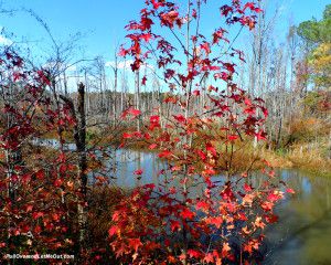red-tree-at-swamp