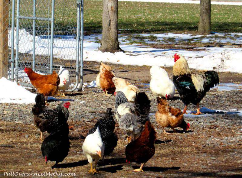 Chickens-at-Shady-Acres-Bed