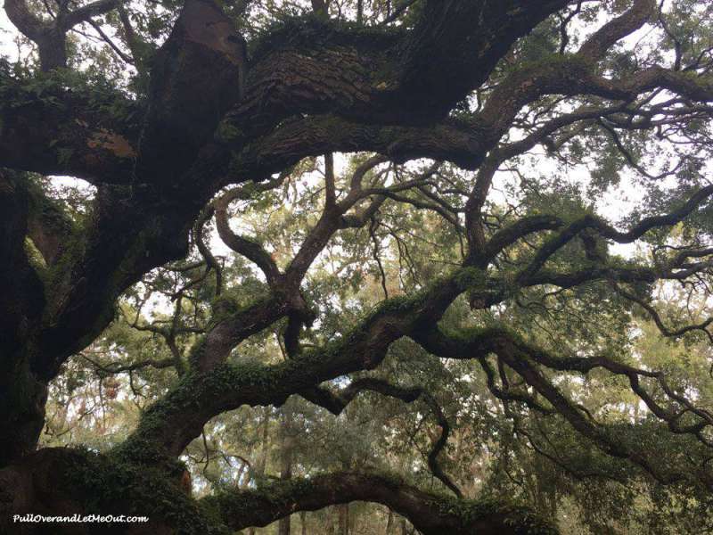 Branches of the Angel Oak Tree Near Charleston - PullOverandLetMeOut.com