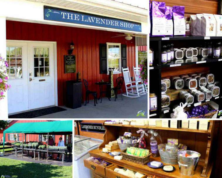 Lavender Shop White Oak Lavender Farm PullOverandLetMeOut