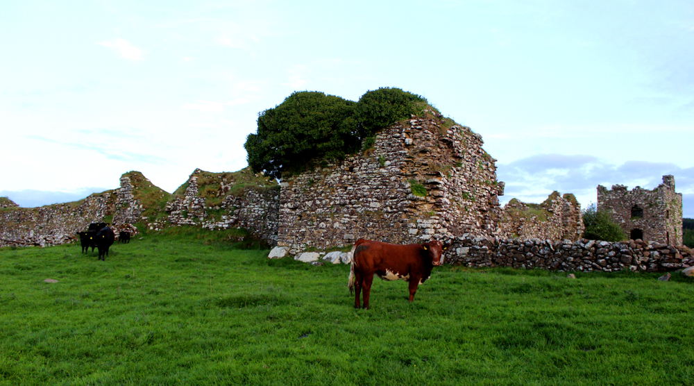Moygara Castle Cow Visit Ireland PullOverAndLetMeOut