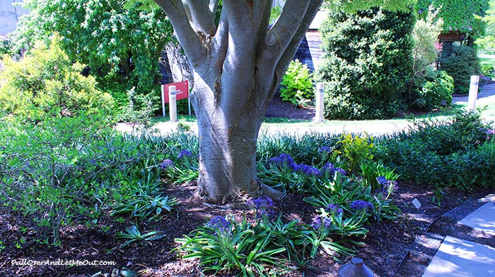 tree-JC-Raulston-Arboretum-Raleigh-PullOverAndLetMeOut