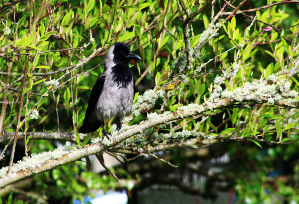 bird at Lough Key Ireland PullOverAndLetMeOut