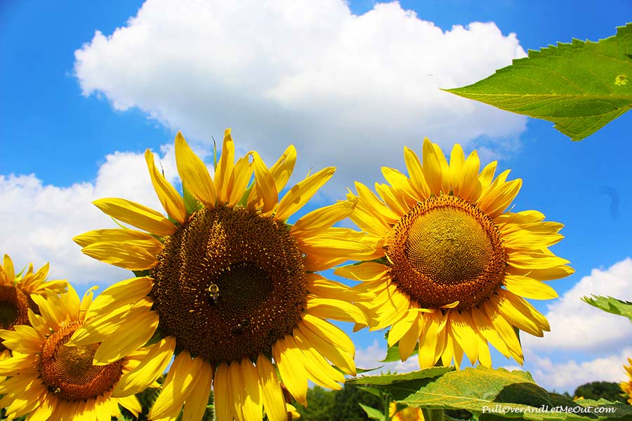 More-Sunflowers-Dix-Sunflower-Field-PullOverAndLetMeOut