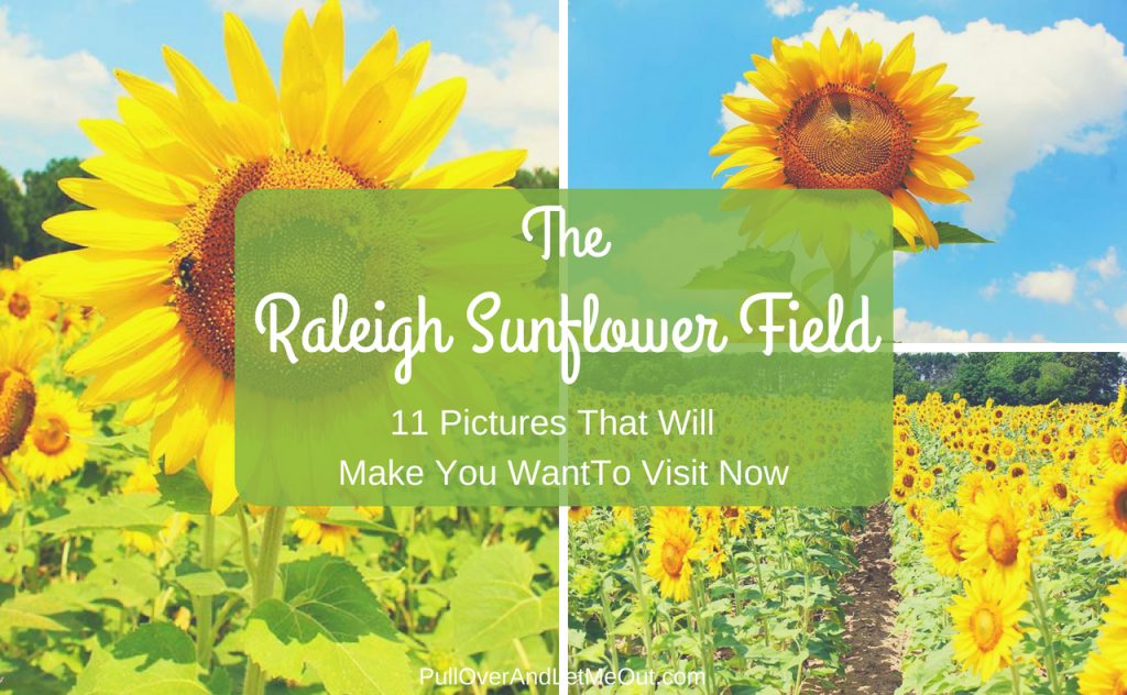 Raleigh Sunflower Field PullOverAndLetMeOut.com