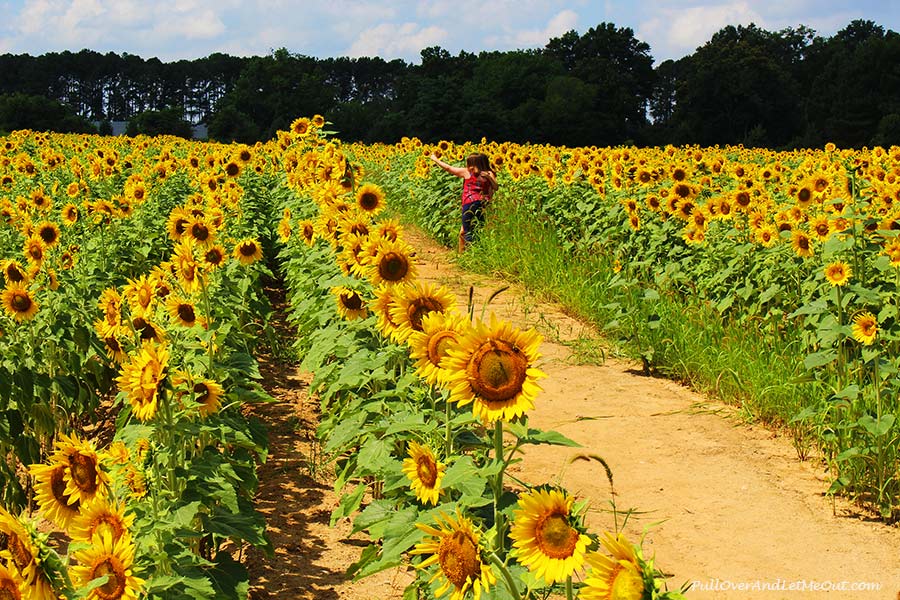 Selfies-Dix-Sunflower-Field-Raleigh-PullOverAndLetMeOut