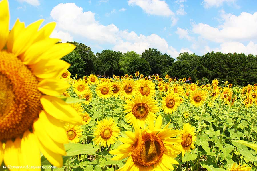 Sunflowers-Dix-Sunflower-Field-Raleigh-PullOverAndLetMeOut-1