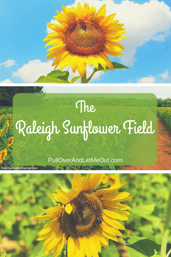 Between mid-June and mid-July, something magical happens in Raleigh, North Carolina. Rows and rows of glorious sunflowers appear. What started as acres of sunflowers planted along the Neuse River Greenway Trail has for now found a new home close to downtown in the Dorothea Dix Park. #PullOverAndLetMeOut #Travel #Raleigh #NorthCarolina #Sunflowers #Annual #blooms #OakCity #DorotheaDixPark 
