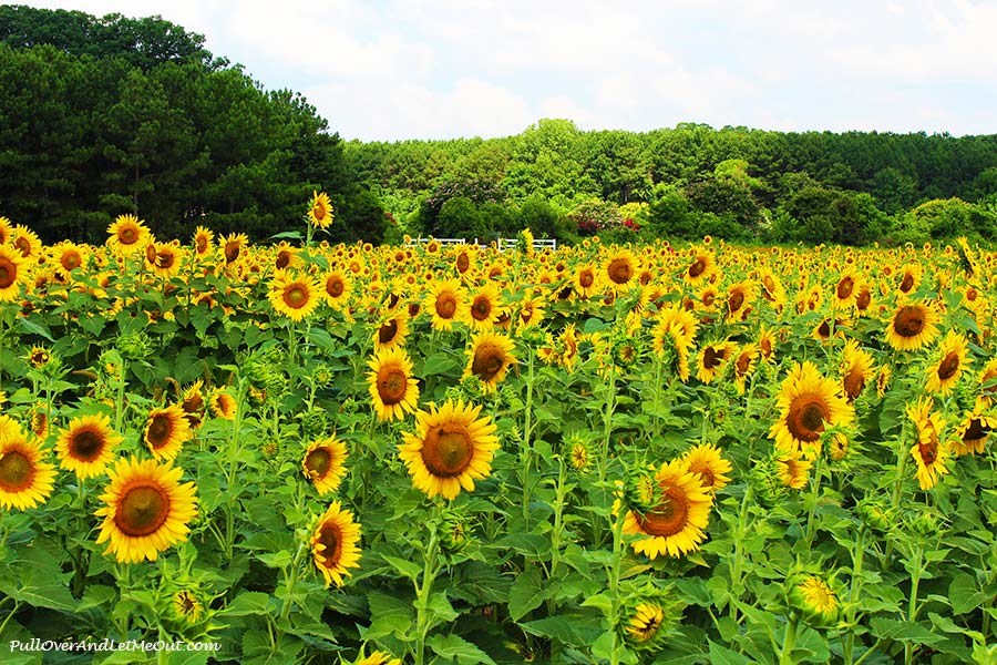 fence-in-distance-Dix-Sunflower-Field-Raleigh-PullOverAndLetMeOut