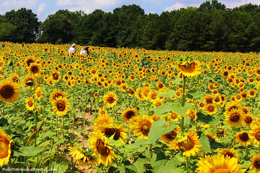 folks-in-the-field-Dix-Sunflower-Field-Raleigh-PullOverAndLetMeOut