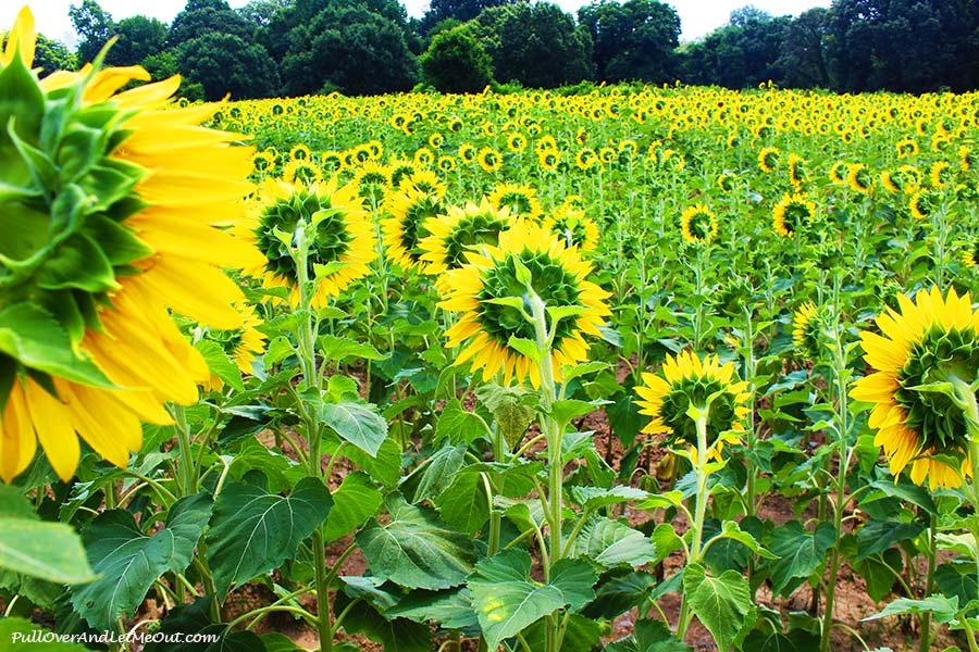 look-away-2-Dix-Sunflower-Field-Raleigh-PullOverAndLetMeOut