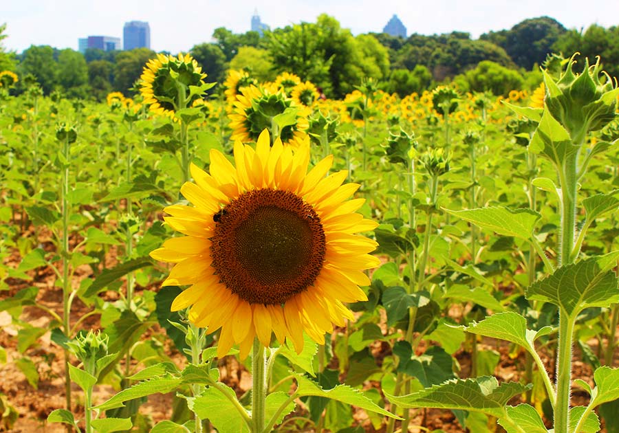 skyline-Dix-Sunflowers-Raleigh-PullOverAndLetMeOut